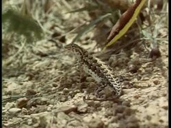 MS Earless Lizard, Holbrookia maculata, vine snake hanging poised top-right of frame, flickers tongue, USA Stock Footage
