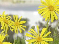 MS Shot of Yellow Namaqualand daisies / Namaqualand, Northern Cape, South Africa Stock Footage