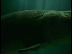 CU of Pirarucu, Arapaima gigas, as it swims past, South America. One of the largest freshwater fish in the world. Stock Footage