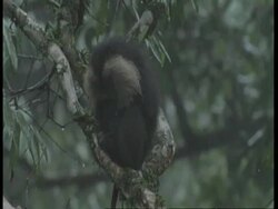 Liontail macaque, Macaca silenus, sheltering in tree from rain, Western Ghats, India Stock Footage