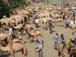 Overview of camel fair, camel line Stock Footage