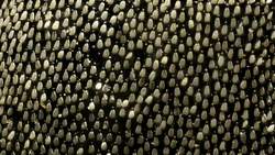 TED: Mind-blowing, magnified portraits of insects | Levon Biss Instructional Video