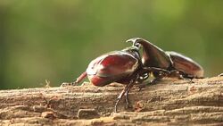 Rhino beetle,Fighting in nature Stock Footage