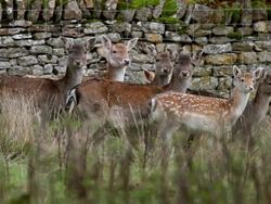 DOE AND FAWN FALLOW DEER Stock Footage