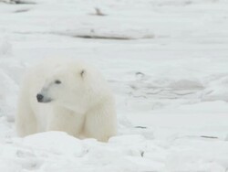 MS Polar bear walking through snowy landscape / Churchill, Manitoba, Canada Stock Footage