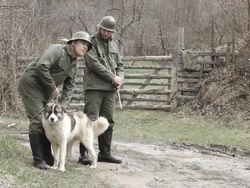 Soldiers and dog Stock Footage