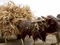 Cattle cart full of straw led by man and woman Stock Footage