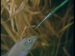 High speed - CU Underwater view of fish, South America Stock Footage