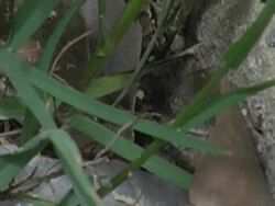 Head of a snake Stock Footage