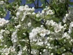 CU Blooming sour cherry tree / Kastel-Staadt, Rhineland-Palatinate, Germany Stock Footage