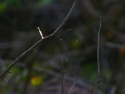 Spider's web Stock Footage