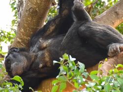 Chimpanzees Stock Footage