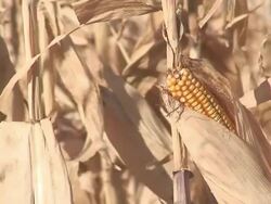dry corn field Stock Footage