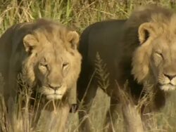 MS Lions walking through short grass / Okavango Delta, North West District, Botswana Stock Footage