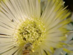 CU PAN Shot of Thin petalled yellow flower with numerous tiny insects and single bee foraging or collecting pollen / Namaqualand, Northern Cape, South Africa Stock Footage
