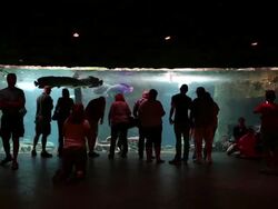 WS Shot of crowd of people looking at fish tank in aquarium / Dallas, Texas, United States Stock Footage