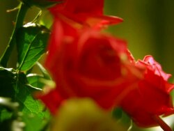 Rose HD1080, NTSC, PAL Stock Footage