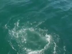 Great White Shark (Carcharodon carcharias) Stock Footage