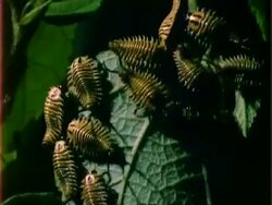 T/L beetle larvae on branch, MS, Panama. Stock Footage