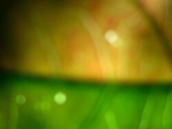 HD 1080i Defocussed Grit Abstract through leaf Stock Footage