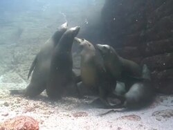 Several California Sea Lions (Zalophus californianus) resting on sea floor, leaning on each other, La Paz, Sea of Cortez, Mexico Stock Footage