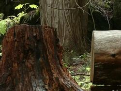 Broken trees in forest Stock Footage