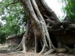 MS View of  large tree growing  over  perimeter wall around Ta Prohm / Siem Reap, Siem Reap, Cambodia Stock Footage