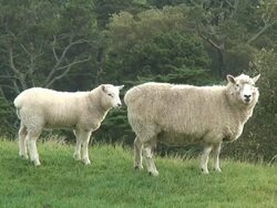 (HD1080i) Baby Lamb Nurses, Drinks Milk From Mother Sheep  (Suckling) Stock Footage