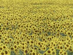 MS Shot of sunflower field / Lit-et-Mixe, Aquitaine,  France Stock Footage