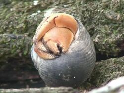 Hermit crab macro Stock Footage