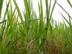 Sugarcane field Stock Footage