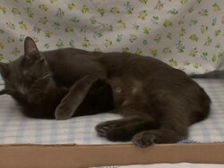 A cat grooms her kitten. Stock Footage