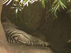 White Tiger Sleeping At The Zoo Stock Footage