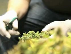 Marijuana, weed, buds, cannabis, plant, pot Stock Footage