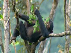 Chimpanzee (Pan troglodytes) rests on branch high up in a tree using leaves to shade head, Sierra Leone Stock Footage