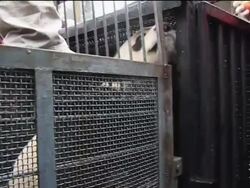 Two giant pandas depart for Australia News Clip