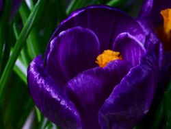 Blooming Crocus time lapse Stock Footage