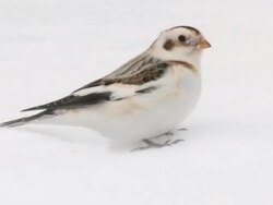 CU Snow buntings on snow during winter / Tweed, Ontaria, Canada Stock Footage