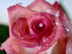 HD Super Slow-Mo: Drops Falling On Rose Petals Stock Footage
