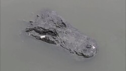 A crocodile lurks in murky water. Stock Footage