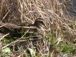 Closeup of Snipe Stock Footage