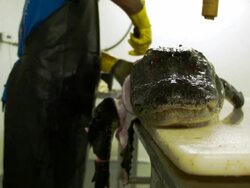 Market For Alligator Meat Booms In Florida Stock Footage