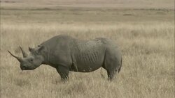 A rhinoceros forages on a savanna. Stock Footage