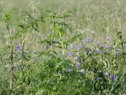 Dolly - wildflowers in swamp landscape, sunrise, morning dew Stock Footage