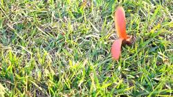 Seeds falling Stock Footage