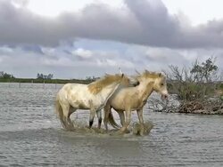 WS SLO MO View of camargue horse stallions fighting in swamp / Saintes Marie de la Mer, Camargue, France Stock Footage