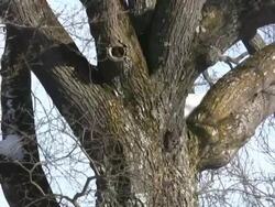 HD: tree Stock Footage