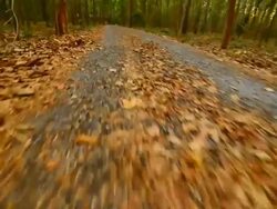 Walking in the forest at sunset Stock Footage