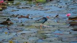 Lotuses in the lake and bird Stock Footage