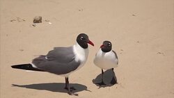 Two Laughing Gulls (Larus atricilla) on South Padre Island Beach, Texas - Seagulls Stock Footage